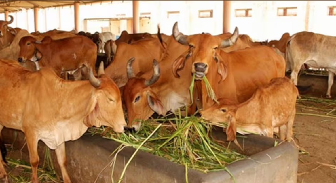 Image of Nandini Gaushala