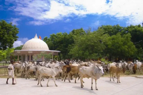 Image of Gau Poshan Seva