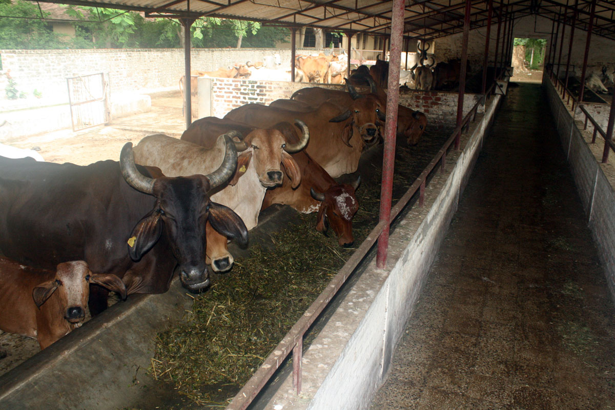 Krishna Yangauraksha